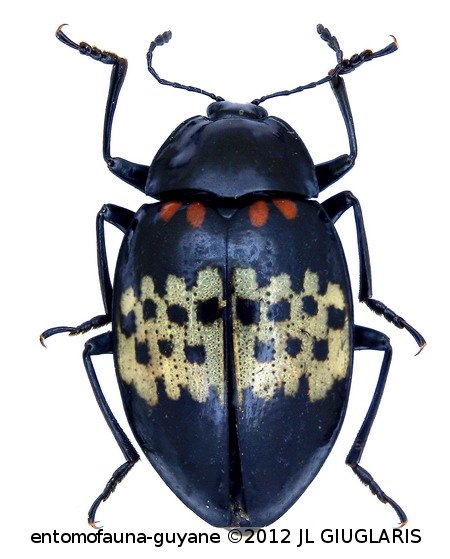 Prepopharus americanus Voet,  1778