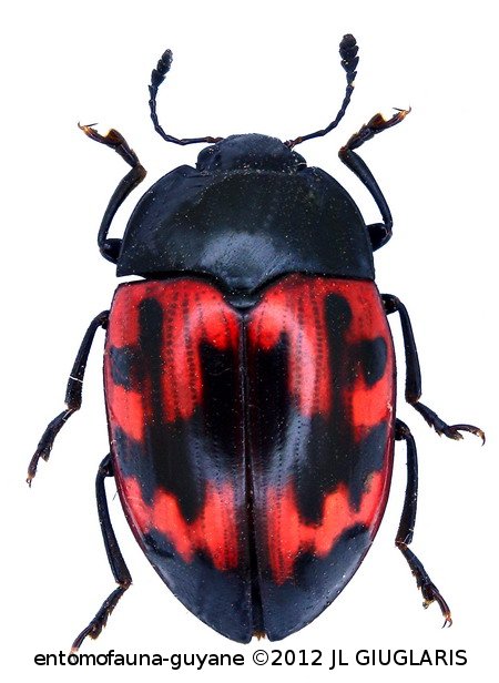 Iphiclus (Neobarytopus) ramosus Olivier, 1807