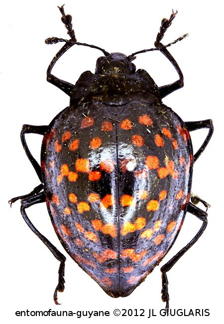 Erotylus giganteus (Linné, 1758)