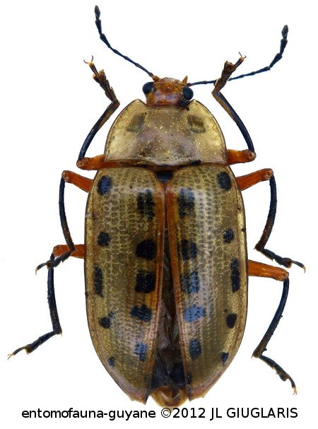 Neopriotelus sp1