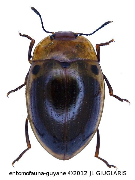 Iphiclus (Habrodactylus) punctiger Lacordaire, 1842