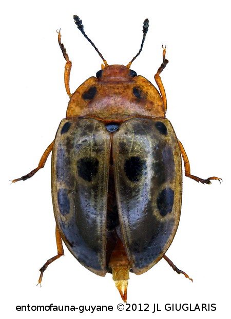 Iphiclus (Habrodactylus) bistripunctatus Lacordaire, 1842 