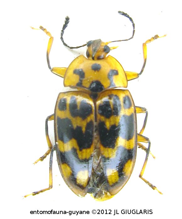 Prepopharus undatus  var. polyscriptus  Kuhnt,  1910