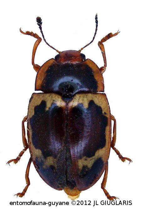 Iphiclus (Neobarytopus) nitidulus Olivier, 1807