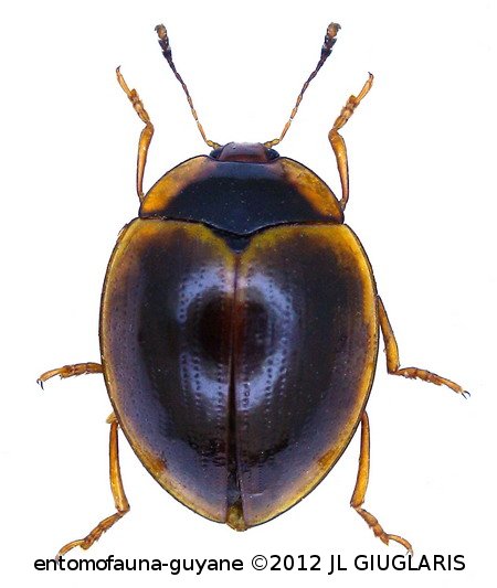 Iphiclus (Megaprotus) cinctellus Lacordaire, 1842