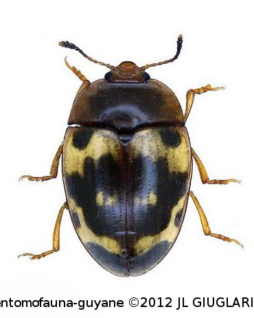 Iphiclus (Megaprotus) nubilus Lacoraire,1842