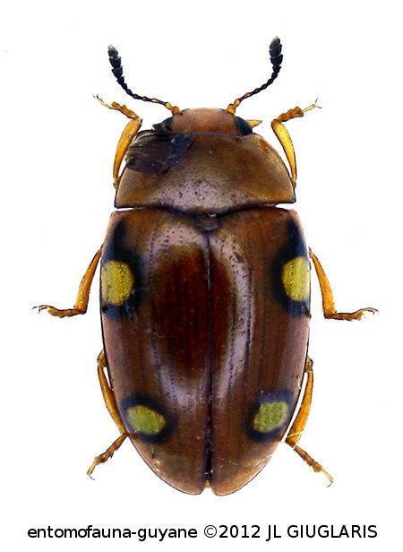 Mycotretus palmiphilus Lacordaire,  1842