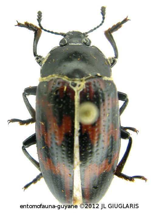 Megischyrus undatus (Olivier, 1792)