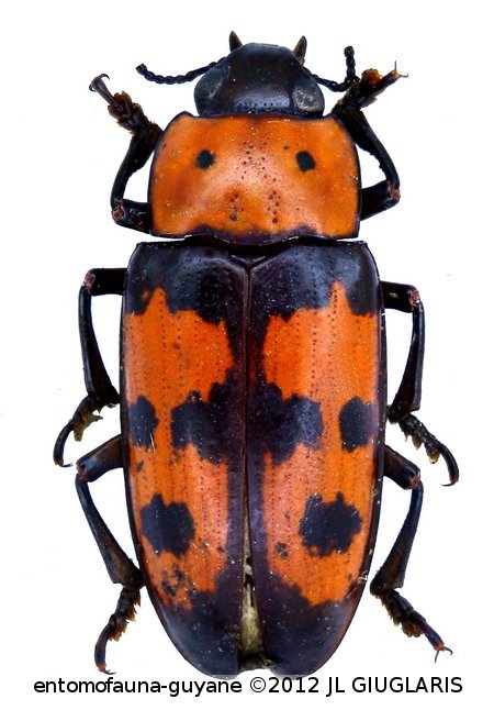 Pselaphacus giganteus Germar,  1824