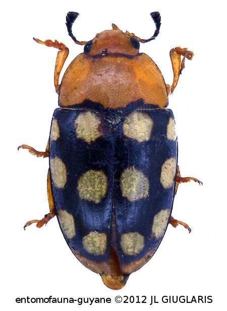 Mycotretus polyophtalmus Lacordaire, 1842