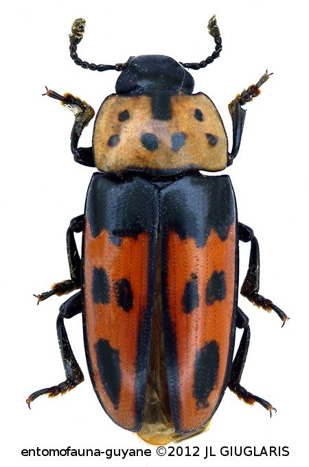 Pselaphacus puncticollis  Guérin-Méneville, 1841