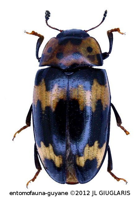 Ischyrus sp1