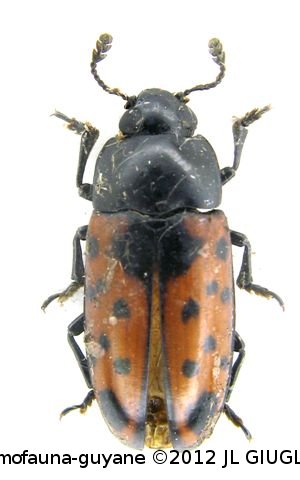 Pselaphacus signatus   (Guerin,1841)
