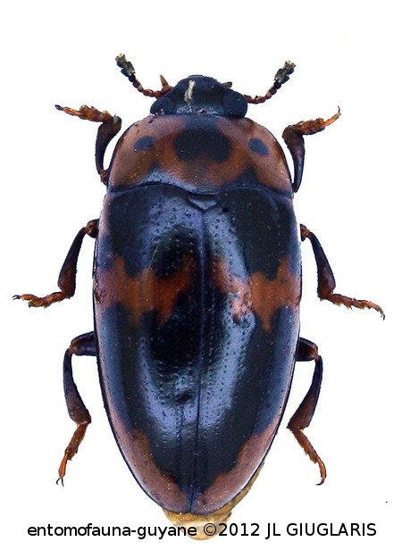 Ischyrus cordiformis  Skelley