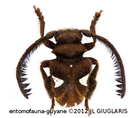 Antennaerenea niveosignata  Breunning, 1980