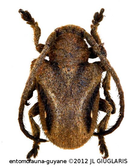 Tucales franciscus   (Thomson, 1857)