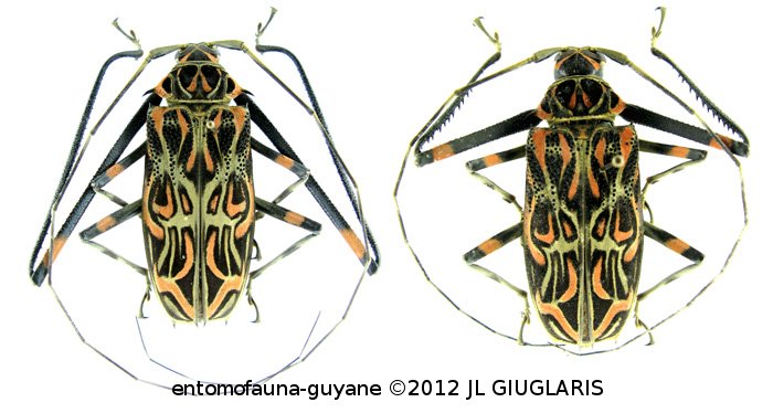 Acrocinus longimanus   (Linnaeum, 1758)  ♂ & ♀