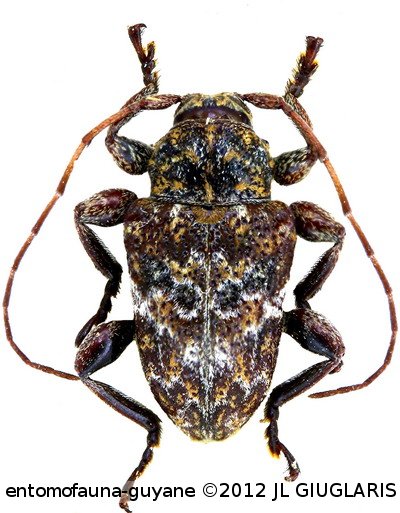 Xenofrea inermis Néouze & Tavakilian, 2005