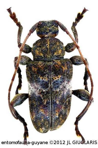 Xenofrea cretacea  Néouze & Tavakilian, 2005