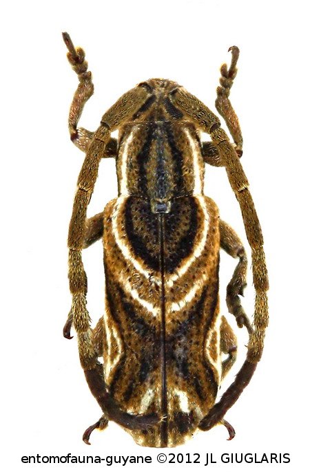 Bebelis picta  Pascoe, 1875