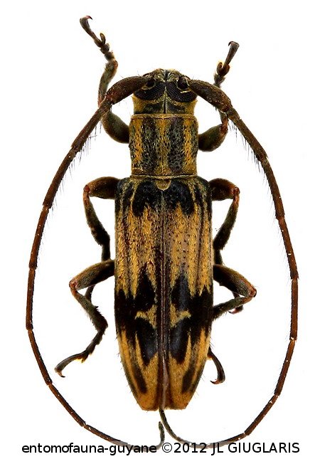 Rosalba inscripta  (Bates, 1866)