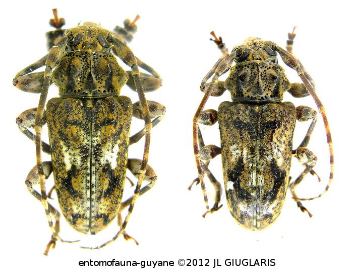 Plistonax albolinitus  (Bates,1861)  ♂ & ♀