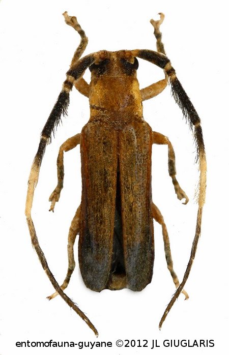 Egalicia testacea  (Bates, 1866)