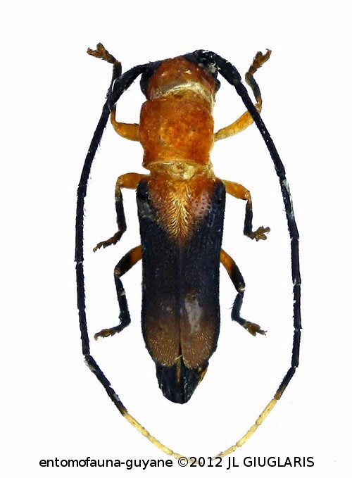 Olivensa cephalotes (Pascoe, 1858)