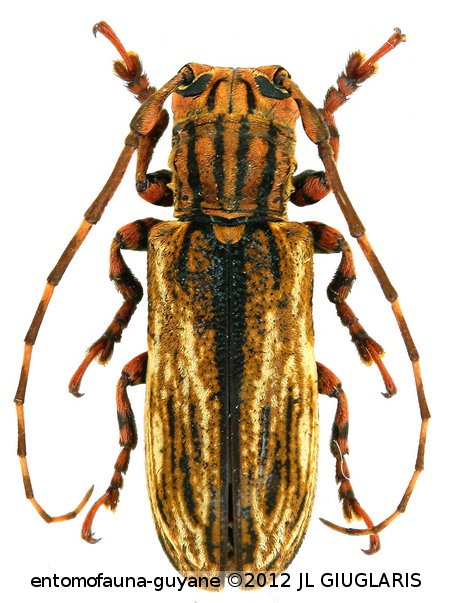 Bacuris sexvittatus (Bates, 1865)