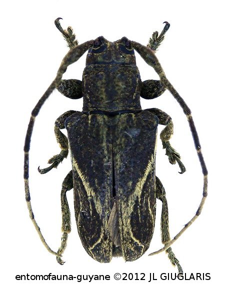 Neolampedusa obliquator  ((Fabricius, 1801)
