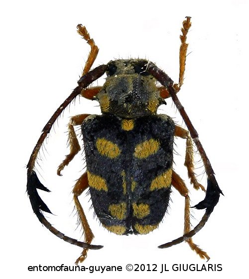 Phacellus plurimaculatus  Galileo & Martins, 2001