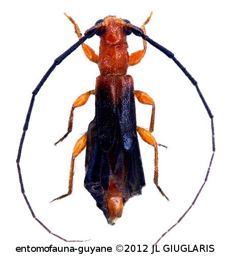 Dodecocerus poirieri  Dalens & Touroult, 2008