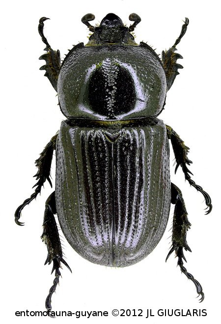 Homophileurus integer (Burmeister, 1847)