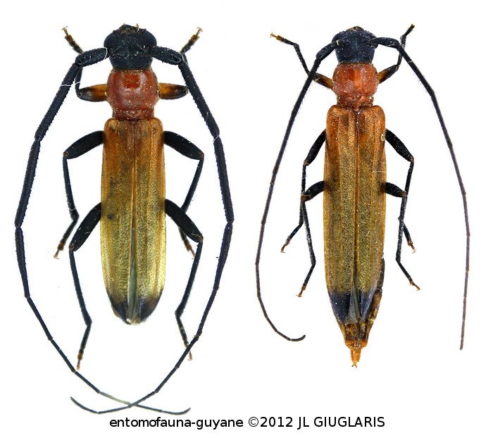 Temnopis oculata Zajciw, 1960 ♂ & ♀