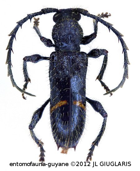 Hemilissopsis clenchi  Lane, 1959