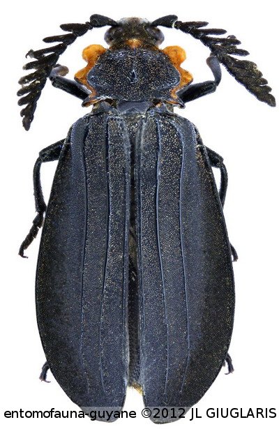 Ctenodes zonata   Klug, 1825 