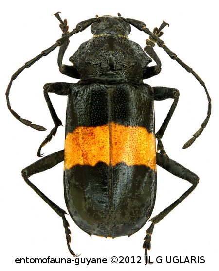 Seabriella fasciata   Zajciw, 1960