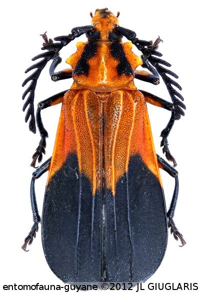 Ctenodes guianensis  Dalens, Tavakilian & Touroult, 2009