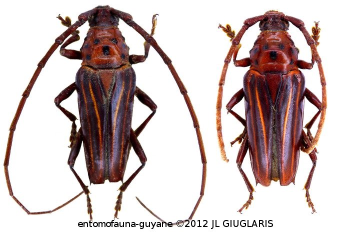 Oxymerus lineatus lineatus  Dupont, 1838 ♂ & ♀