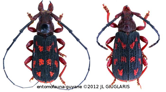 Streptolabis hispoides    Bates, 1867 ♂ & ♀