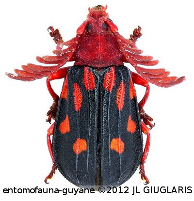 Ctenodes decemmaculata  Olivier, 1807