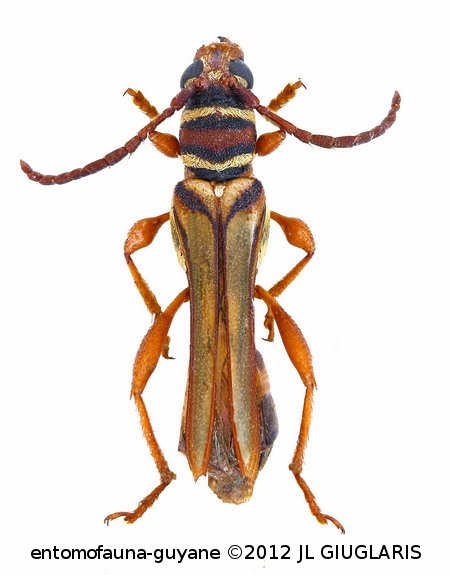 Odontocera fasciata  (Olivier, 1795)