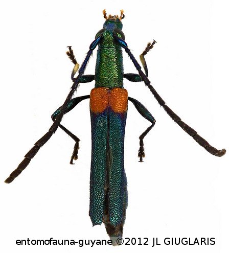 Chrysaethe smaragdina  Bates, 1870