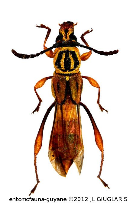 Carenoptomerus guyanensis  Penaherrera-Leiva & Tavakilian, 2003