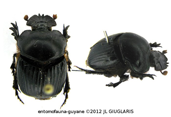 Coprophanaeus (Coprophanaeus) parvulus   Olsoufieff, 1924 ♂ & ♀