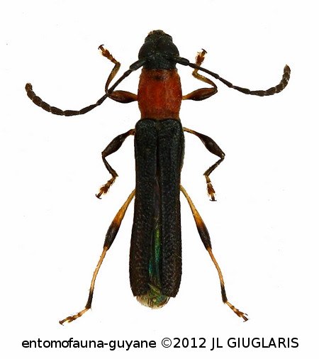 Eclipta pseudoruficollis  (Tavakilian & Penaherrera-Leiva, 2005)