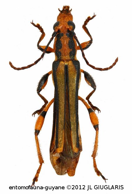 Odontocera chrysostetha   Bates, 1870