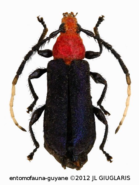 Compsopyris pareurae  Dalens, Touroult & Tavakilian, 2010