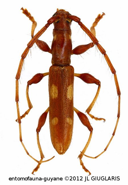 Neocompsa eburioides (Thomson,1867)
