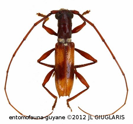 Minibidion argenteum  Martins & Napp, 1986